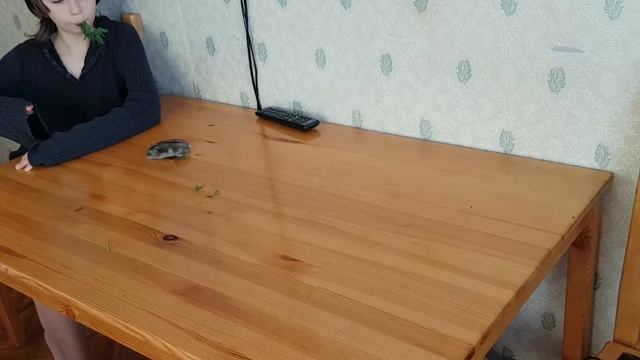 Дрессированный хомяк смотреть онлайн