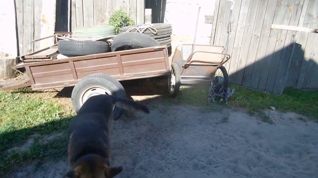 Семь чудес малой Родины - чудо-животное смотреть онлайн