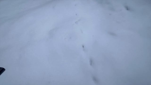 Рассвет в лесу. Заячьи тропы. Лесной перфоратор в деле)… смотреть онлайн