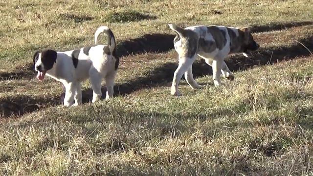 ПРОДАМ Щенко АЛАБАЯ в Горно-алтайске пит. "Из Усадьбы Румянцевых" 8929 305 37 35 смотреть онлайн