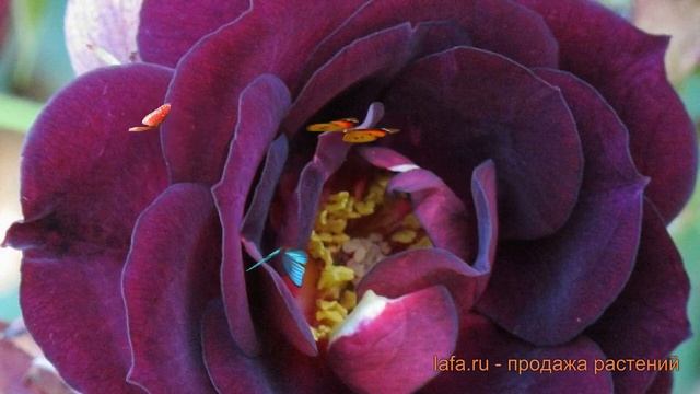 Роза парковая Миднайт Блю (midnight blue) ? обзор: как сажать, саженцы розы Миднайт Блю смотреть онлайн