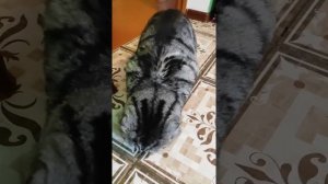 Лучший корм для старого моего кота?☝??? Шотландский вислоухий)