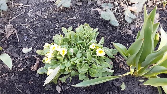 Примула! Что я делаю весной первым делом. смотреть онлайн