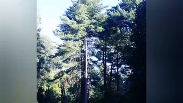 Поездка в Умань Софиевский парк смотреть онлайн