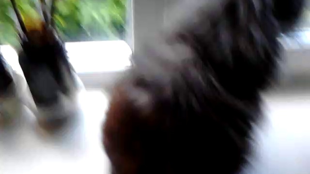 Мои котики. Степа и Шустрик. смотреть онлайн