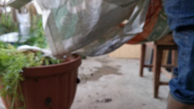 A bit of gardening before dinner 2/3. Немного огородничества перед ужином 2/3 смотреть онлайн