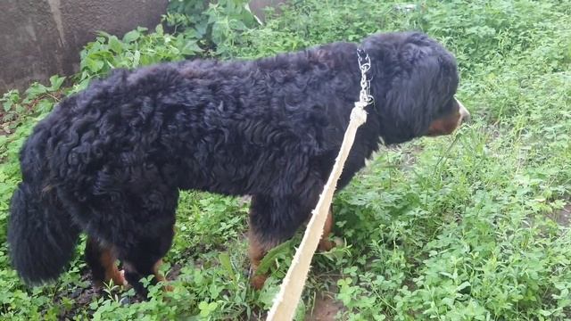 ОСТОРОЖНО ЖАРА / Как помочь собаке в жару смотреть онлайн