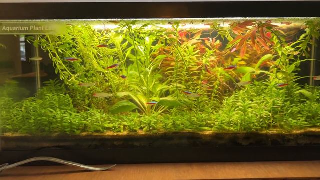 A Final Look at the 20 Gallon Planted Aquarium (No Filter) смотреть онлайн