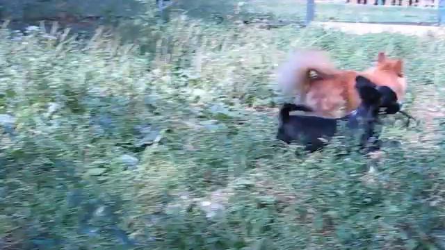 Голден из Лайф Анжелина Чарминг смотреть онлайн