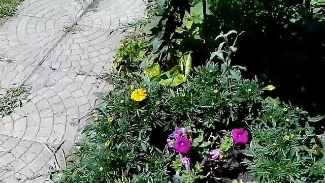 осенние цветы смотреть онлайн