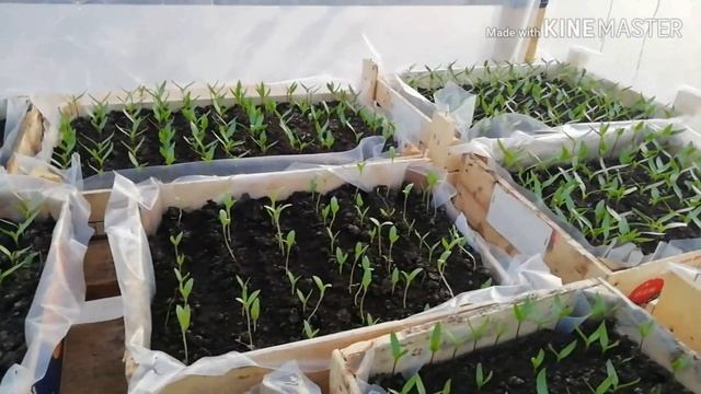 РАССАДА ОВОЩЕЙ НА ПРОДАЖУ КАК БИЗНЕС/150000 ТЫС РУБ ЗА СЕЗОН смотреть онлайн