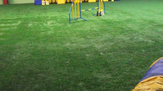 D0 - 2_Medium Ощепкова Елизавета & Ягдтерьер ЦИРИ смотреть онлайн