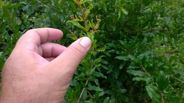 На ка кой год зацветает гранат?Ответ в видео,2022 год.Выращивание граната в Краснодарском крае. смотреть онлайн