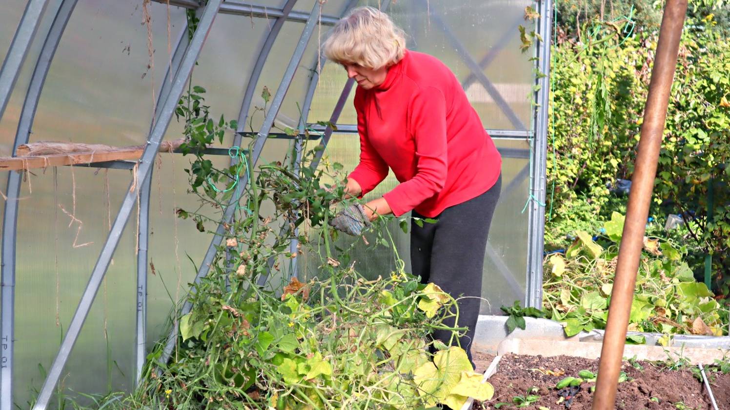 Как только срываю последний помидор делаю так в теплице обязательно. смотреть онлайн
