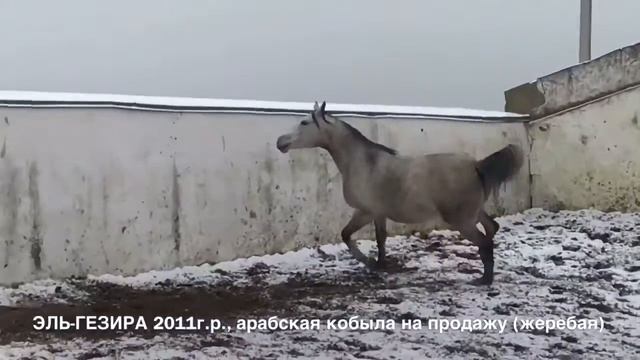 Продажа лошадей арабской породы, кобыла Эль-Гезира (жеребая) смотреть онлайн