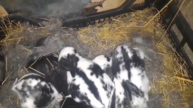 Трогать крольчат руками или нет⁉️ смотреть онлайн