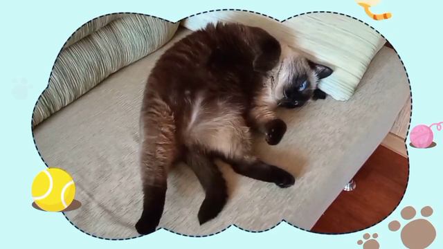 Ну вот, поели, теперь можно и поспать😽Котейка Филюшка сладко спит😻#смешныекоты #смешныеживотные #ко смотреть онлайн