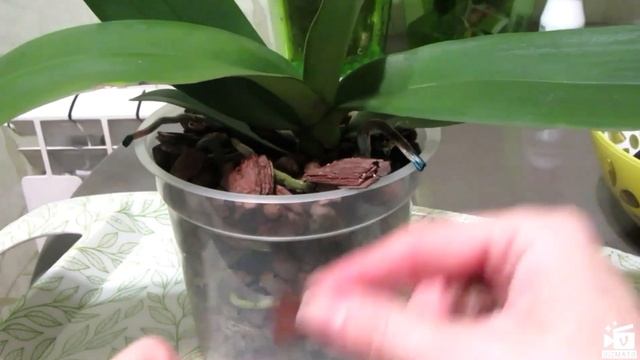 Пересадка цветущей орхидеи в керамзит, система двойной горшок, новые стимуляторы роста. смотреть онлайн