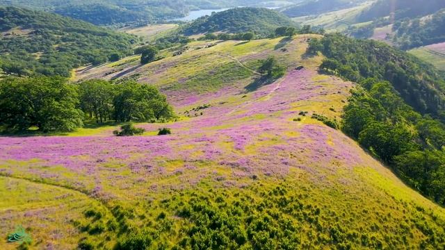Расслабляющая музыка лечит стресс, тревогу и депрессию, исцеляет разум смотреть онлайн
