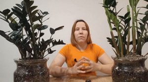 Время для пересадки. КОГДА ЛУЧШЕ ПЕРЕСАЖИВАТЬ замиокулькас.?