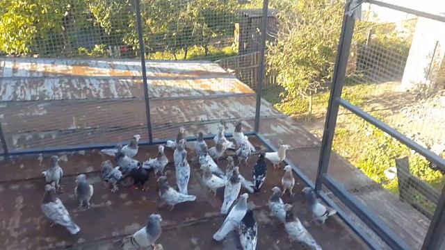 Голуби бойные Бакинцы г.Фастов смотреть онлайн