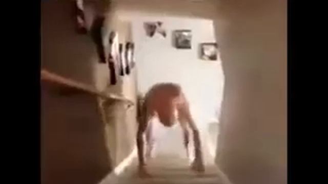 Лысый мопс смотреть онлайн