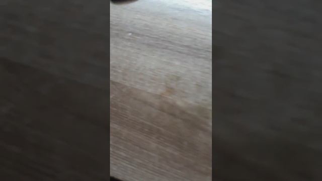 делаю браслет из бисера 2 часть будет #Бисер #бисероплетение #врек #браслет ✨? смотреть онлайн