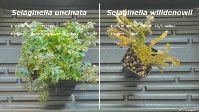 Selaginella Uncinata And Willdenowii Side By Side Comparison смотреть онлайн