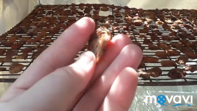 Как #сушить #Абрикоса #сохранить в банке смотреть онлайн