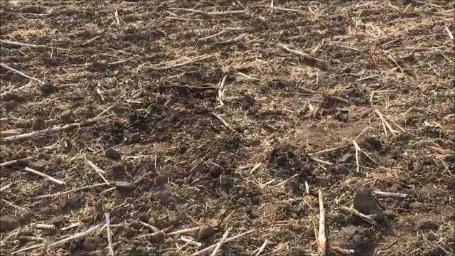 СУПЕР НАХОДКИ НА СВЕЖЕ ВСПАХАННОМ. ВЫБИТОМ ПОЛЕ 15 ПОРАДОВАЛА смотреть онлайн