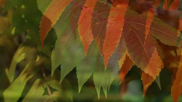 Zapomniana mandolina - Tyros 4 смотреть онлайн