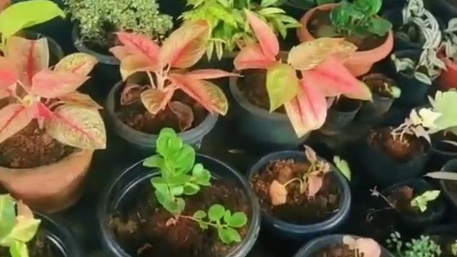 Garden tour / variety indoor outdoor plants смотреть онлайн