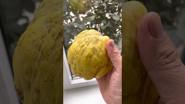 ✅ХЬАЙБ ЯЪ ДОГ Ц1АН ЛУР ДУ ХЬА🌳 1-Г1А ЧАСТЬ смотреть онлайн