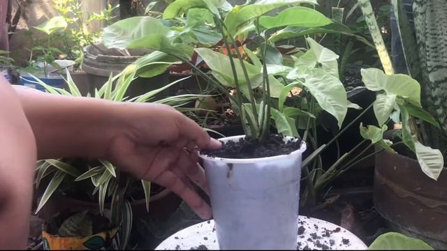 Simple/Easy Way to Dividing and Repotting Syngonium / Arrowhead Vine смотреть онлайн