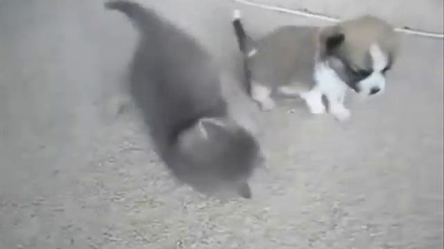щенок и котенок дружно играют... смотреть онлайн