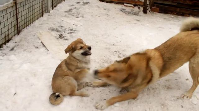 Щенки 1 15.02.2018 смотреть онлайн