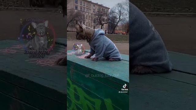 Французский бульдог, мальчик, готов к переезду ??✈?? смотреть онлайн