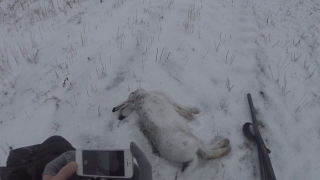 19) 14.12.2014 г. (два выстрела - два зайца).mov смотреть онлайн