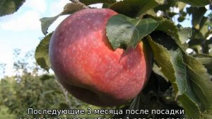 Яблоня Желанное