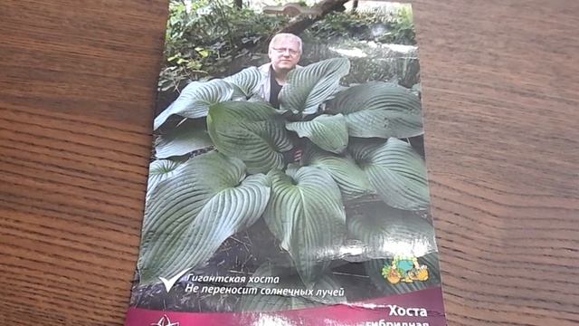 #хоста #гигант / Хоста Ти Рекс ( лат. hosta hybrid T Rex). Кратко о посадке . смотреть онлайн