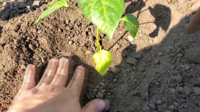 Посадка перца в открытый грунт. Как посадить перец. смотреть онлайн
