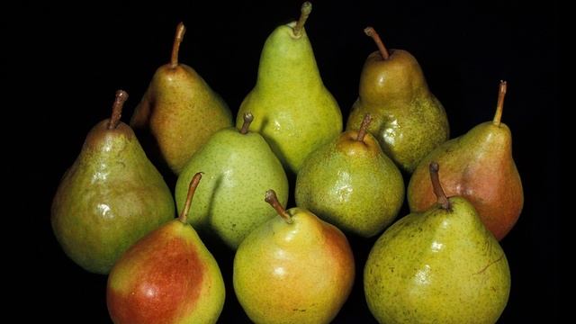 Груша. Польза и вред для здоровья.