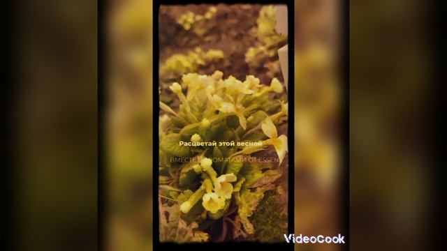 Essens парфюм из Чехии