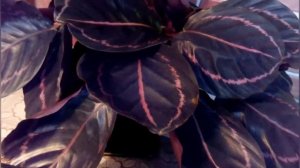 Калатея/Комнатный цветок/ Уход в домашних условиях/На что обратить внимание,при выращивании дома!