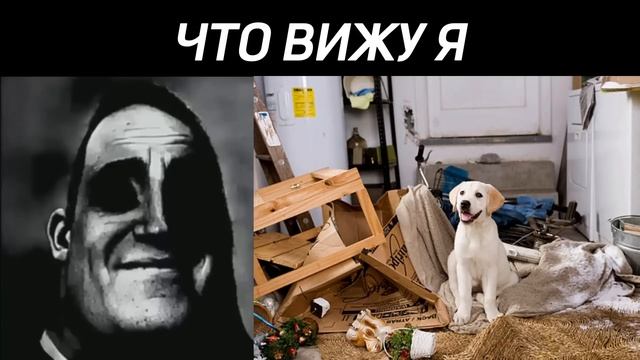 ЧТО ВИЖУ Я Vs ЧТО ВИДЯТ ДОМАШНИЕ ПИТОМЦЫ