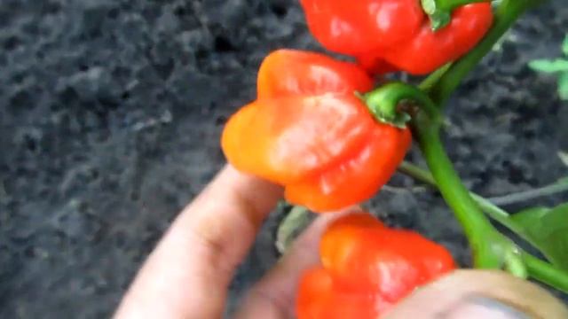 Habanero Surinam Red - Хабанеро Суринам Красный смотреть онлайн
