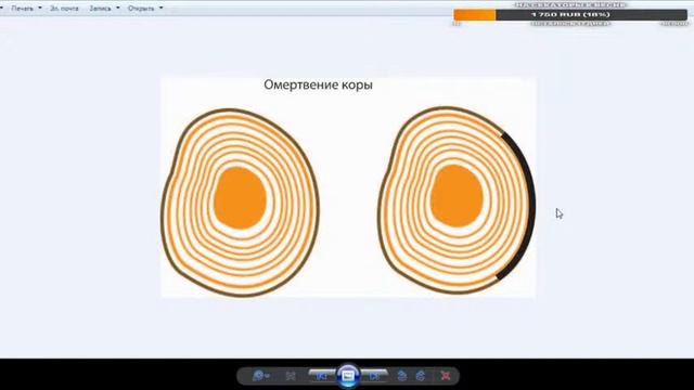 Плодовый сад: как правильно посадить и ухаживать смотреть онлайн