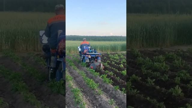 ОКУЧИВАНИЕ КАРТОФЕЛЯ ДИСКАМИ, МОТОБЛОК МТЗ БЕЛАРУС #мотоблок #2023 #картофель #сезон #обзор #1k смотреть онлайн