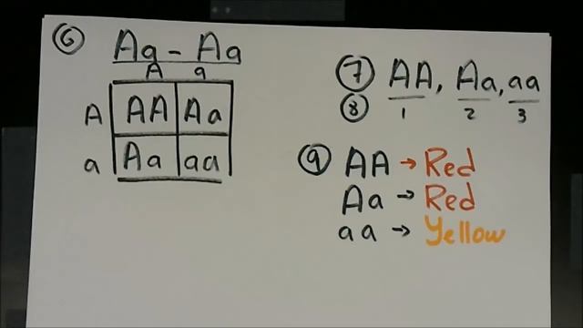 Basics of Punnett Squares and Pedigrees смотреть онлайн