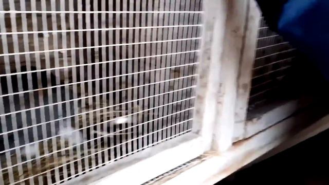 МАРАЛОВОЕ ПОМЕСТЬЕ СИБИРСКОГО ТРАКТА смотреть онлайн